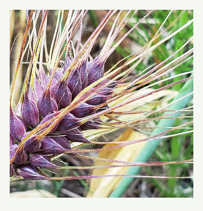 Heirloom Purple Barley Rice Alternatives
